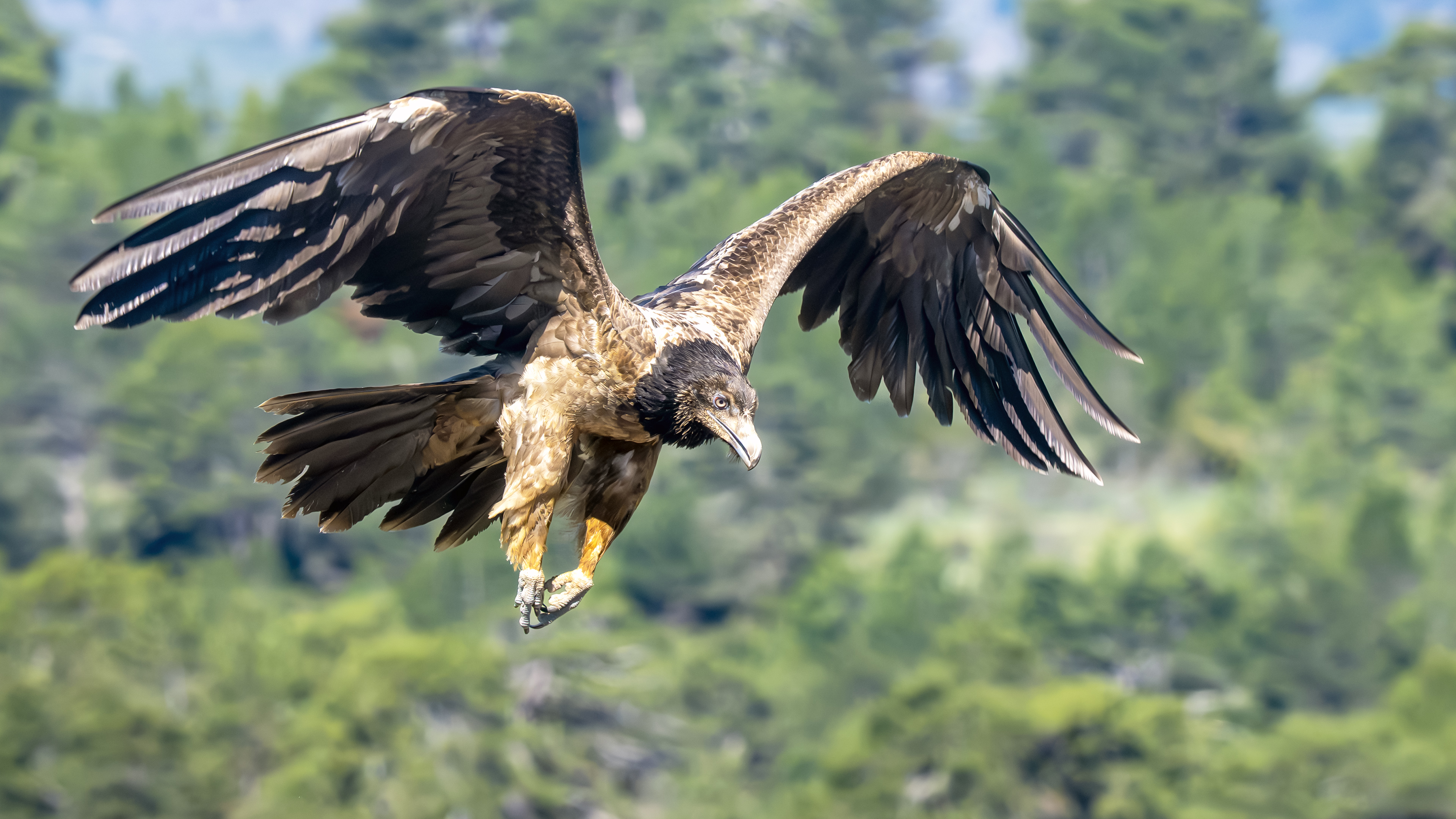 Bearded Vulture